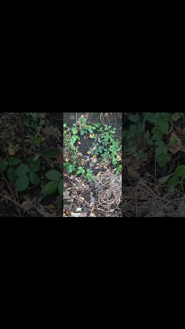 The more I think about it. The more worried I am that they will turn my favourite event into woke.