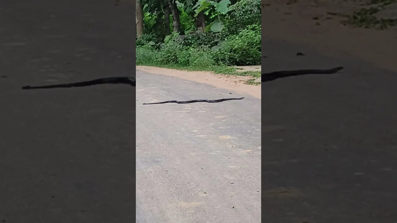 Jai Bholenath|| Snake #youtubeshorts #trending #viral