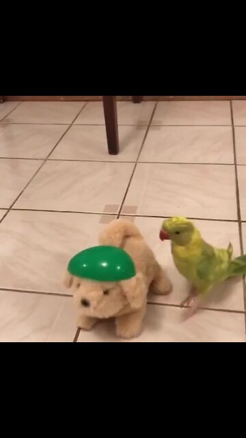 Parrot thinks this toy dog is real, can't stop kissing and talking to it