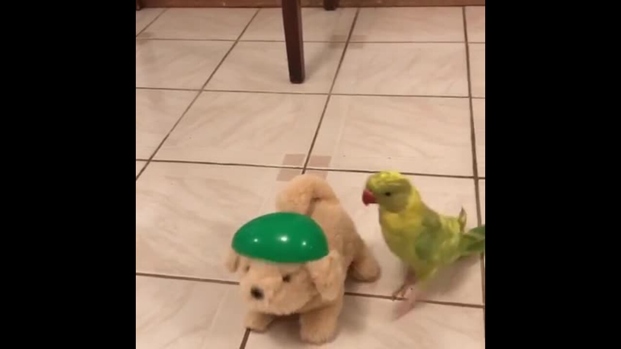 Parrot thinks this toy dog is real, can't stop kissing and talking to it