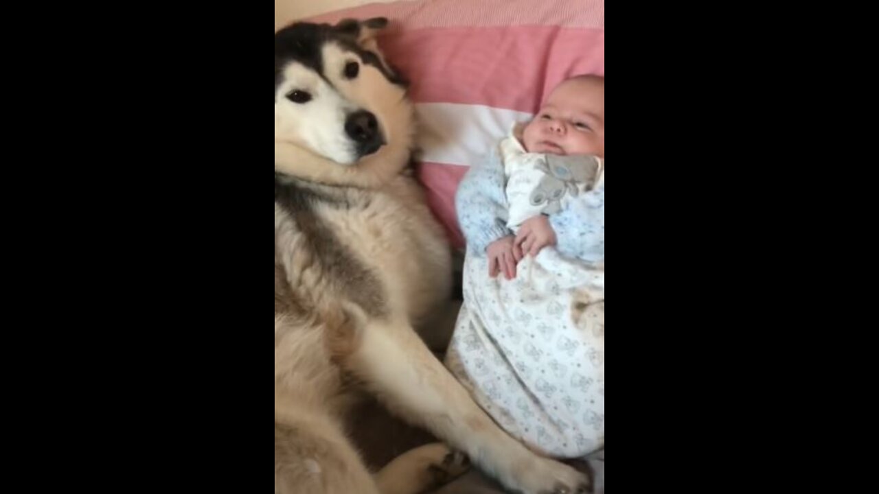 So adorable! Baby & Husky becoming best friends