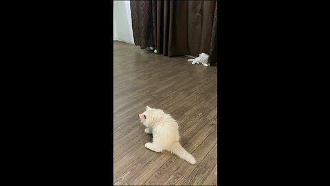 CATS FUNNY VIDEOS