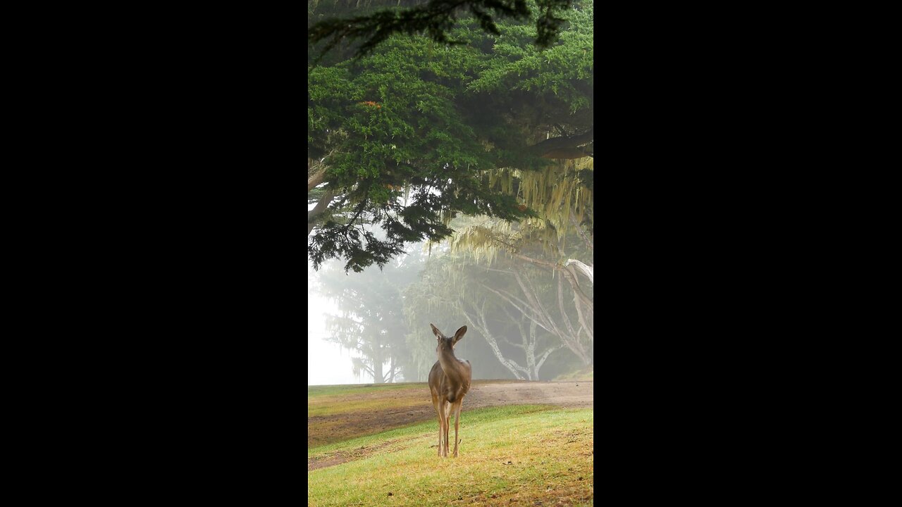 Beautiful Doe In Nature