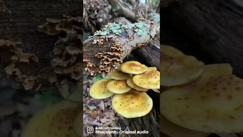 Mushroom photography. Lions mane, Birds nest, Hen of the Woods, Berkeley’s polypore + more!
