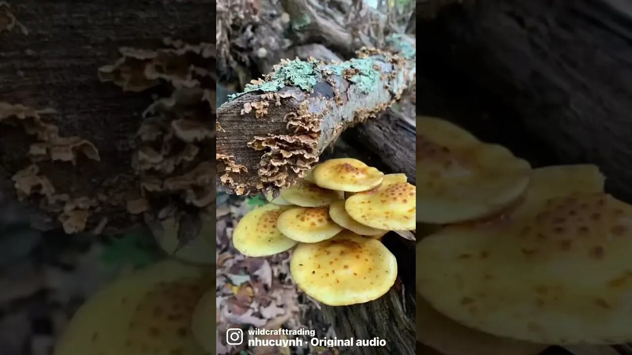 Mushroom photography. Lions mane, Birds nest, Hen of the Woods, Berkeley’s polypore + more!