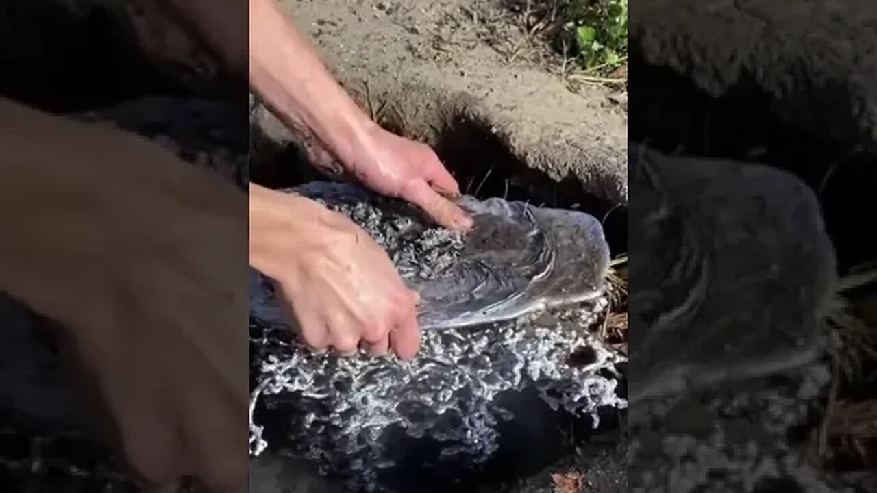 معماری شگفت انگیز لانه های مورچه ها