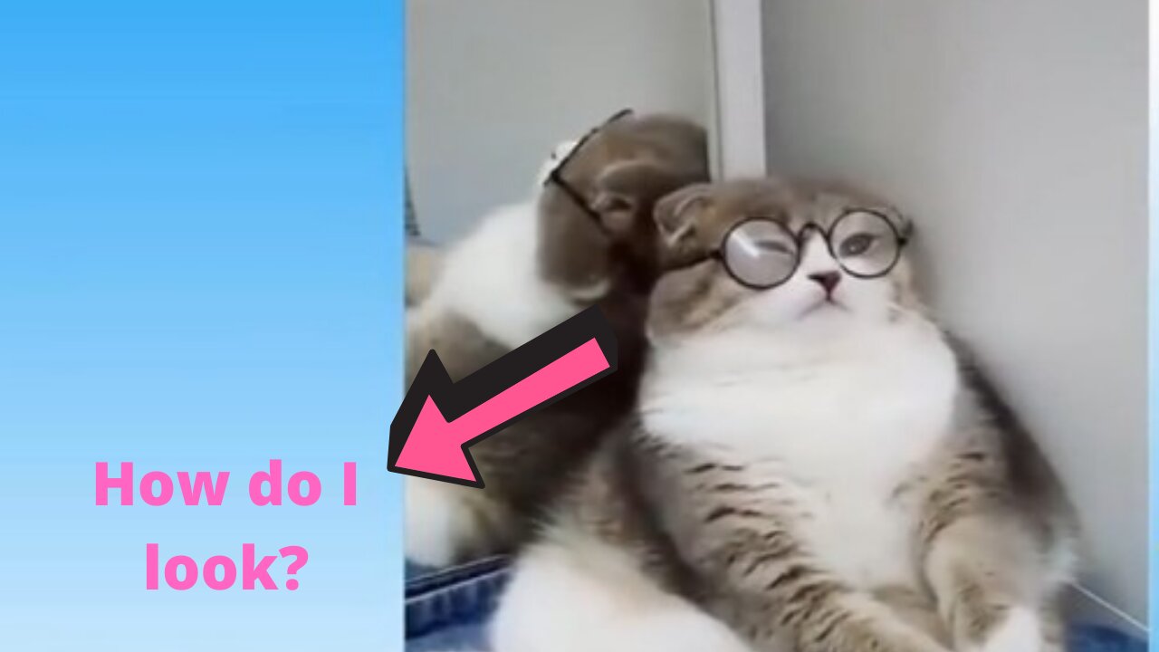 Cute cats and funny dog's video compilation