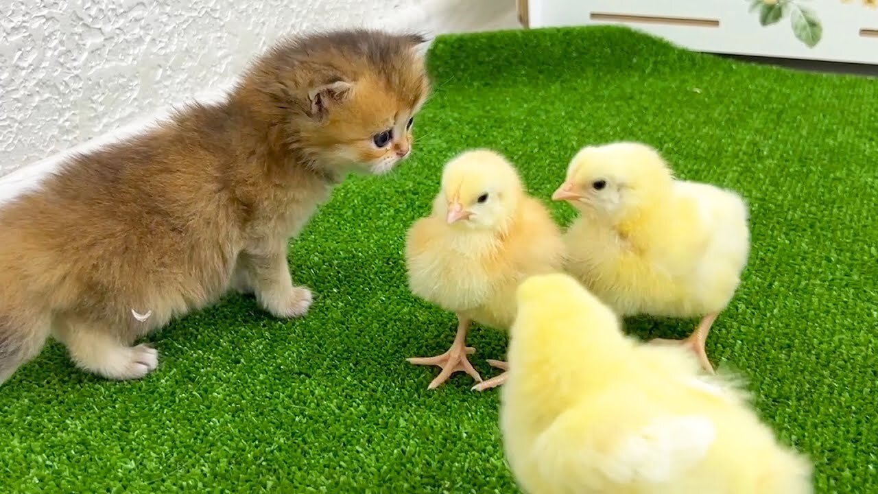 Cute and funny 🤣 Kitten offers to be friends with the chickens, but they don't