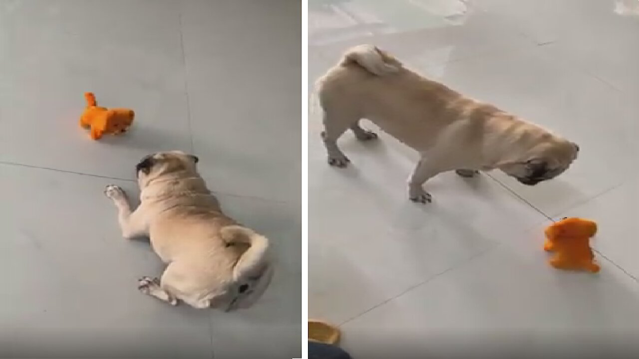 Hilarious puppy pug see robot puppy for the first time