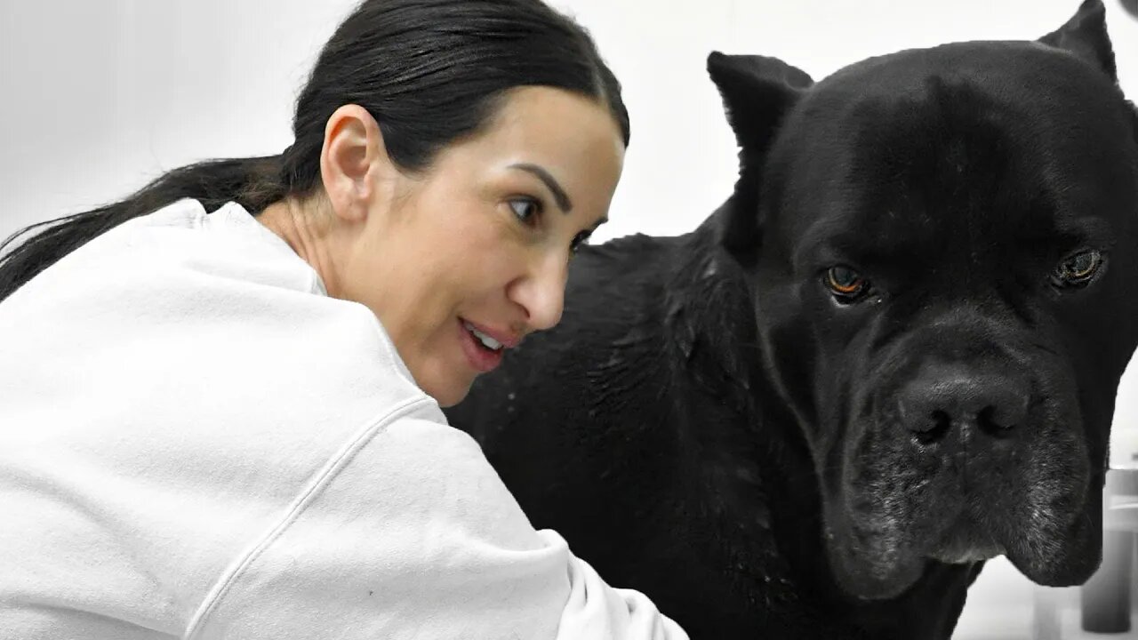 HUGE Mastiff Turns Into a Beached Whale #canecorso #dog