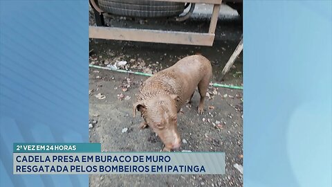 2ª vez em 24 horas: Cadela presa em buraco de muro resgatada pelos Bombeiros em Ipatinga.