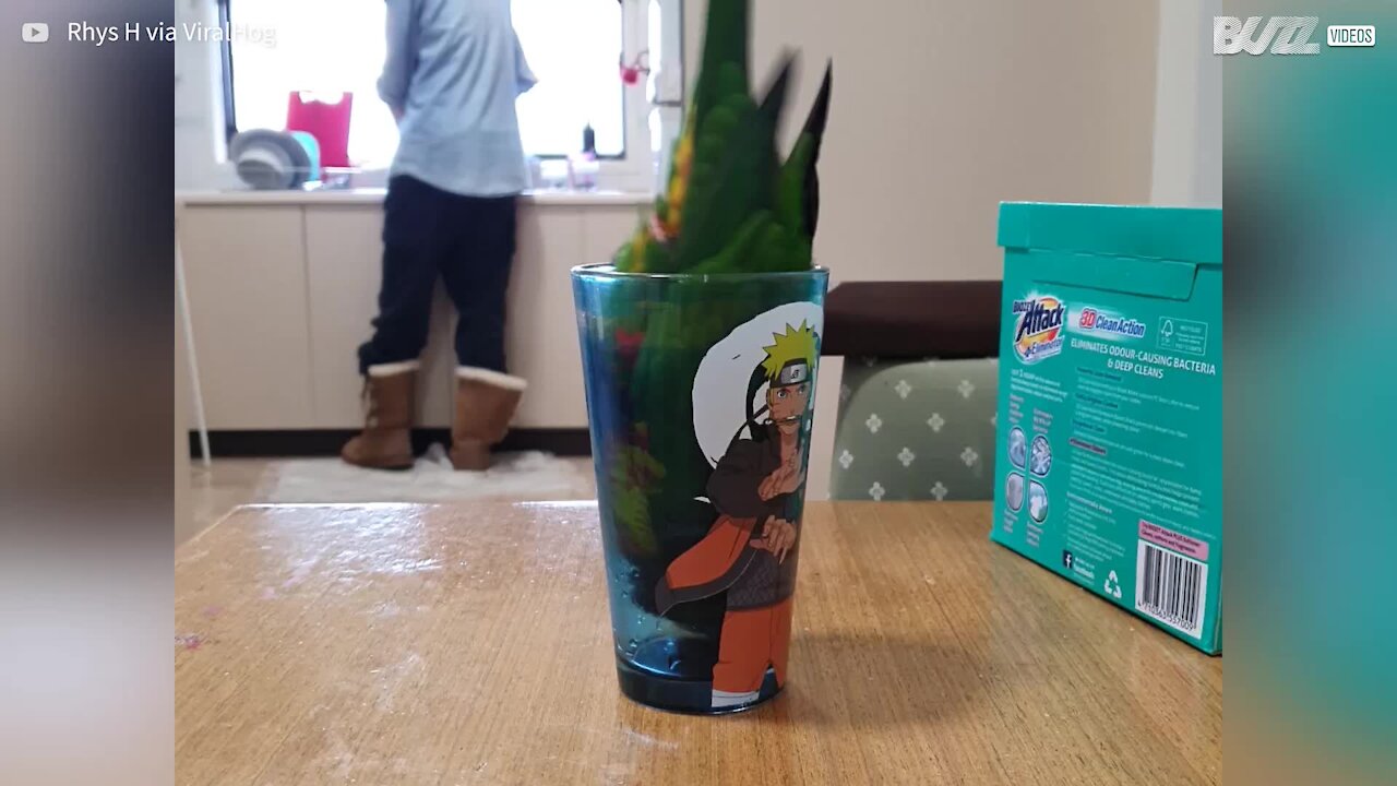 Cette perruche se douche dans un verre sans eau