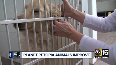Animals seized from Phoenix boarding facility recovering