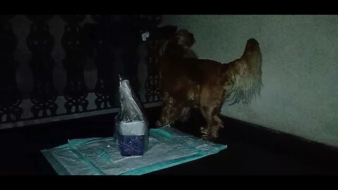 golden dog
