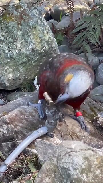 The bird that is smarter than some people