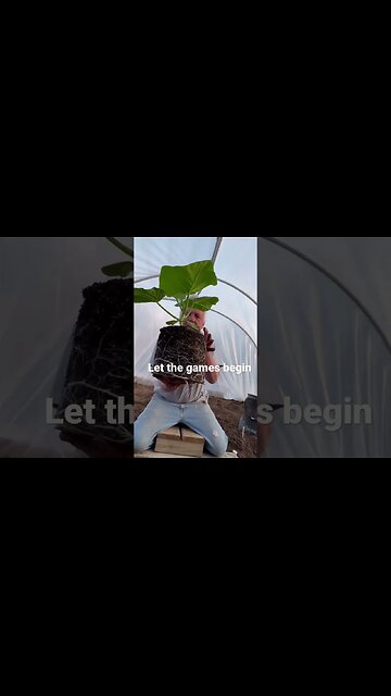 Pumpkin Hole Planting #giantpumpkin #bubba #garden