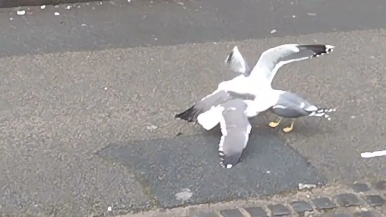 When seagulls attack each other. Don't watch if you're easily offended. They weren't hurt after.