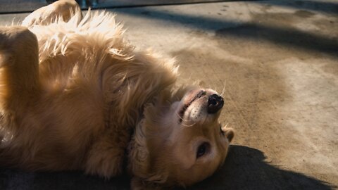 Golden Retriever Dog Gracefully Walks Through Cosmetic Maze