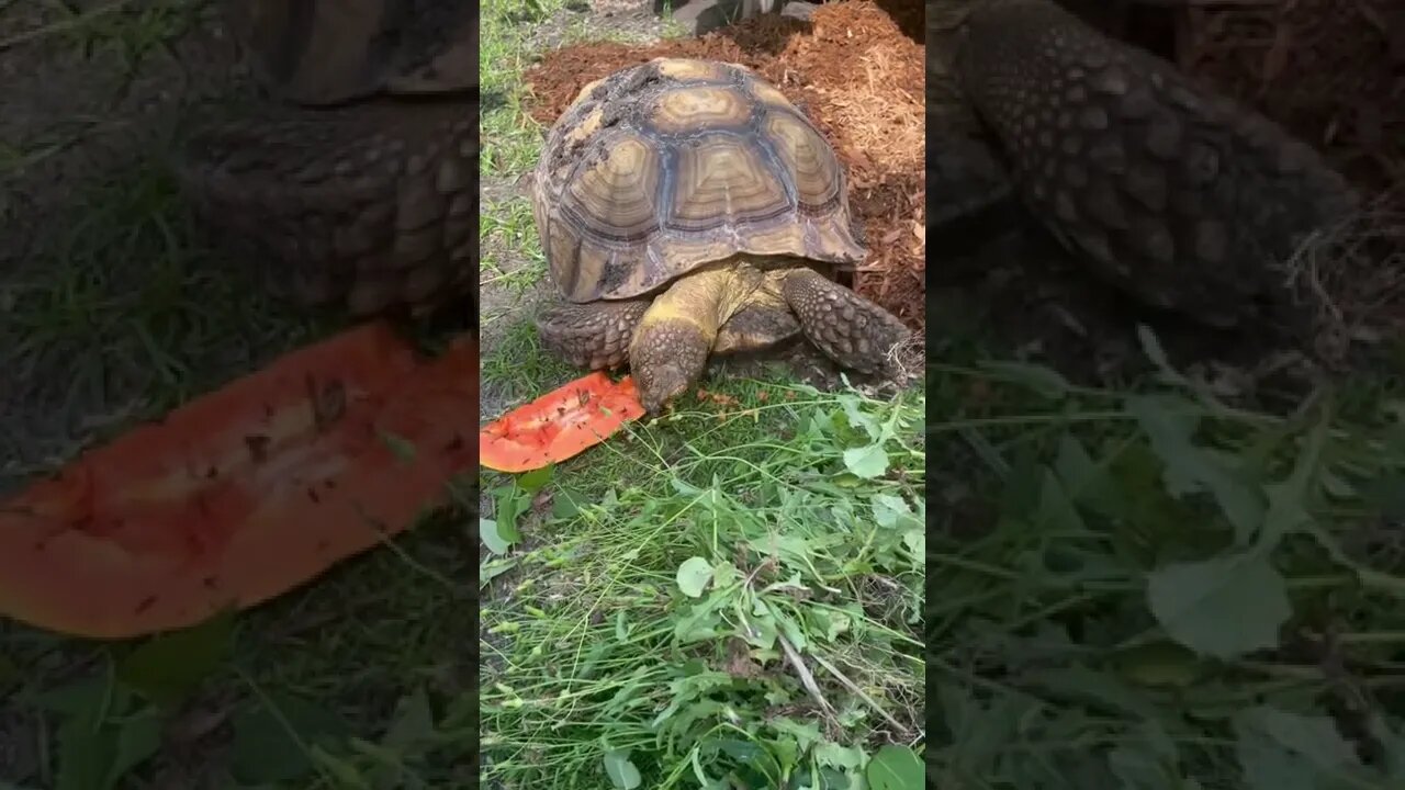 Tortellini vs. Pawpaw #shorts #sulcata #sulcatatortoise #tortoise #pawpaw #papaya