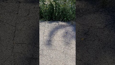 he flew away #shorts