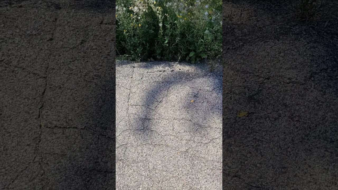 he flew away #shorts