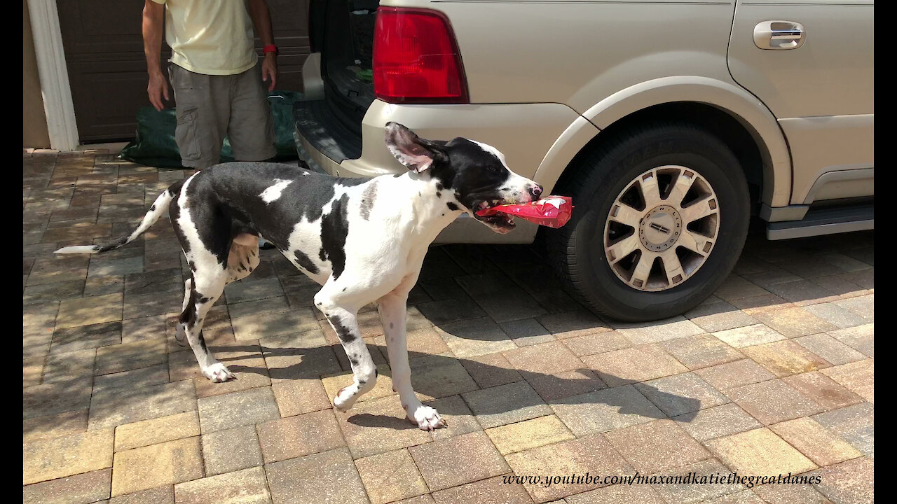 Great Dane puppy learns to carry treats into house