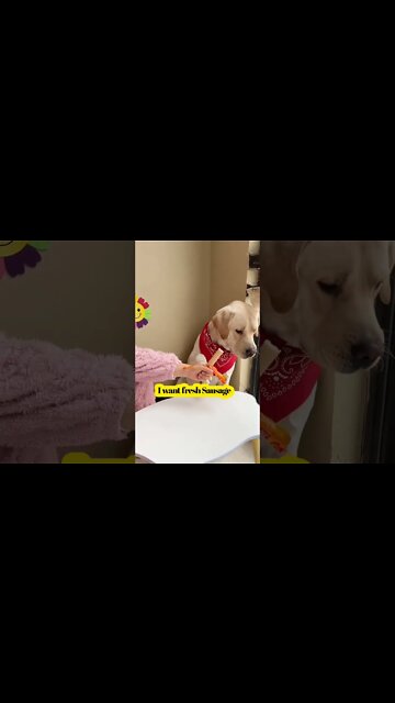 Look at the dog like this! I really dislike me 🤥 #shorts #trending #dog #labrador