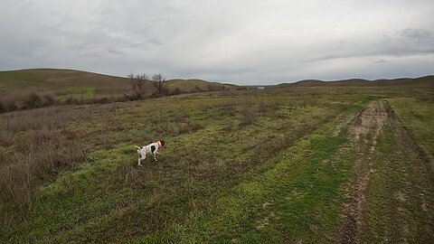 That pheasant is 50’ away!