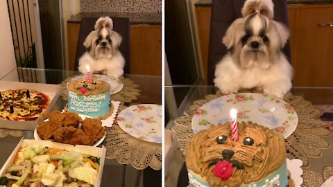 A Puppy Celebrating His Birthday, so cute