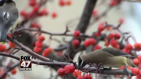 Birds in Minnesota keep crashing into things and police think it's because they're drunk