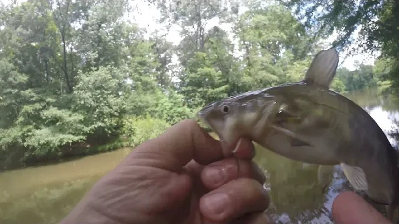 Channel Cat & Rock Bass