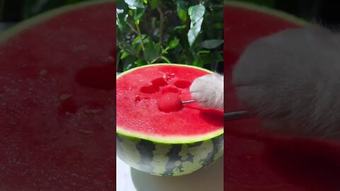 Omg So cute Cat || Watermelon eat ||🍉🐱|| #shorts #shortsfeed #short