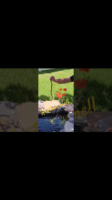 Another snake#shortsvideo #socialmedia #hunting #garden #organic #tips @TalkwithSally