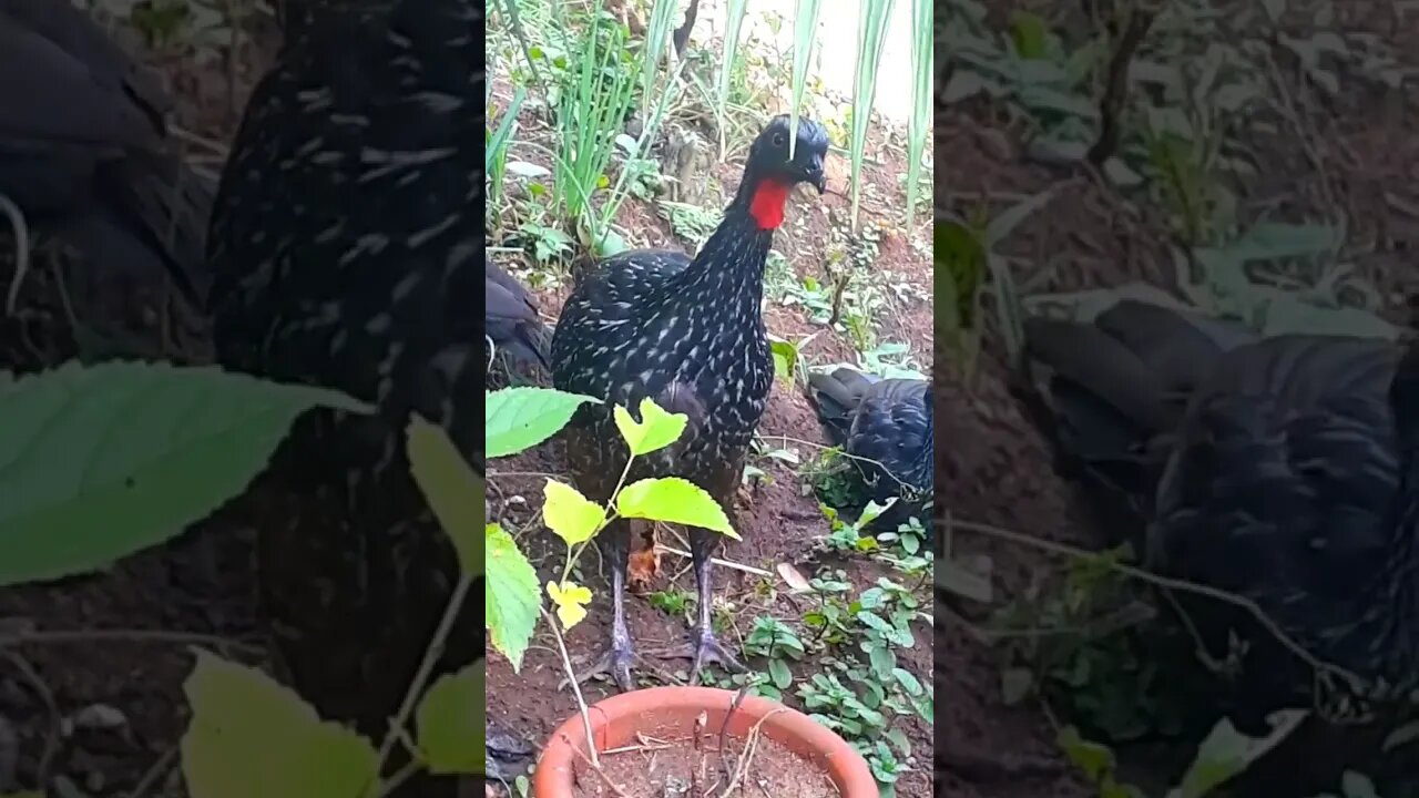 Jacu e seus filhotes em busca de comida