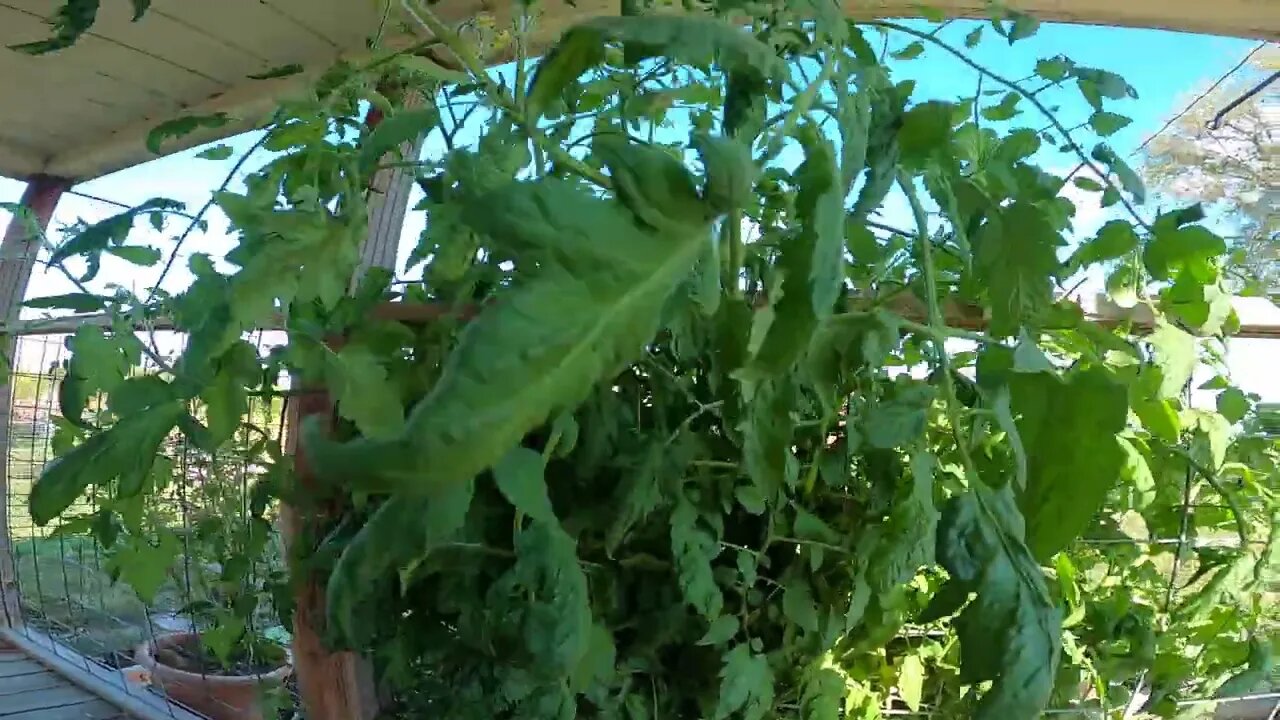 porchtomato