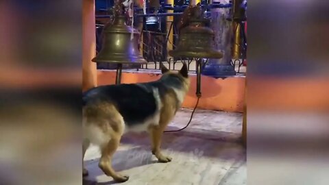 Funny % animal % videos % % Funny cats dogs Funny animals 247