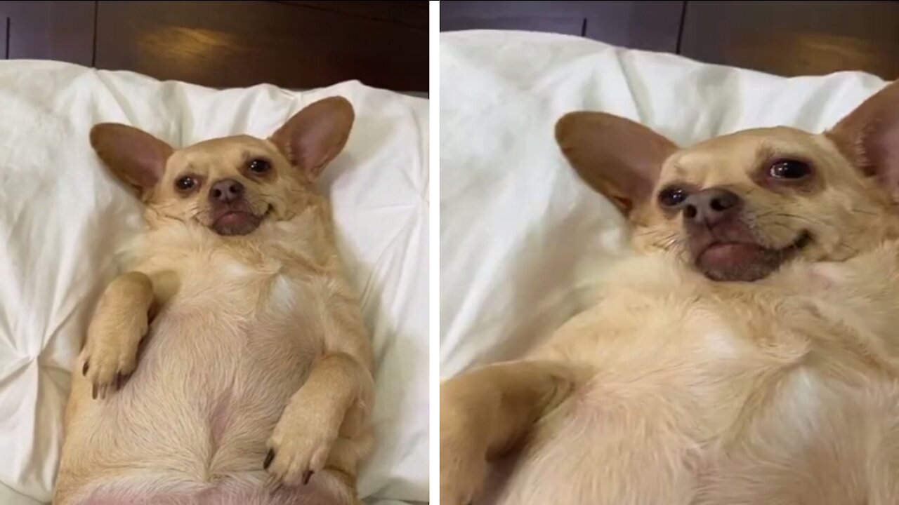 Hungry dog describes hunger in a funny way