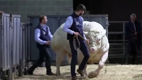 Los 10 Toros Más Grandes Del Mundo-3