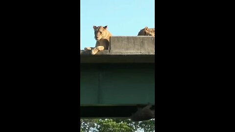 monkey escape from lion