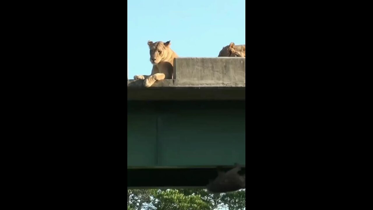 monkey escape from lion