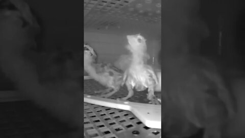Freshly hatched chicks in incubator