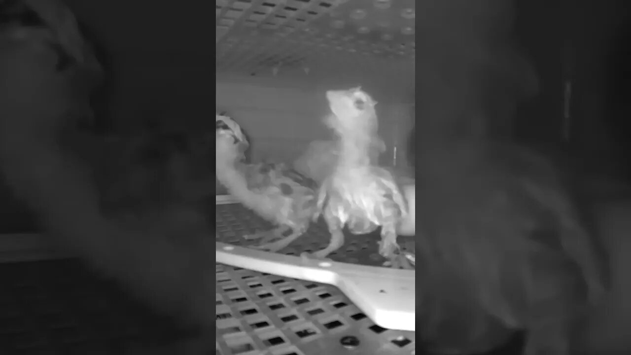 Freshly hatched chicks in incubator