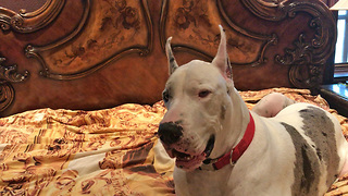 Deaf Great Dane Hears His Sister Barking