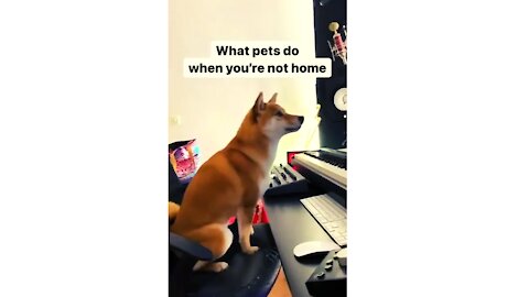 what pets do when you’re not home