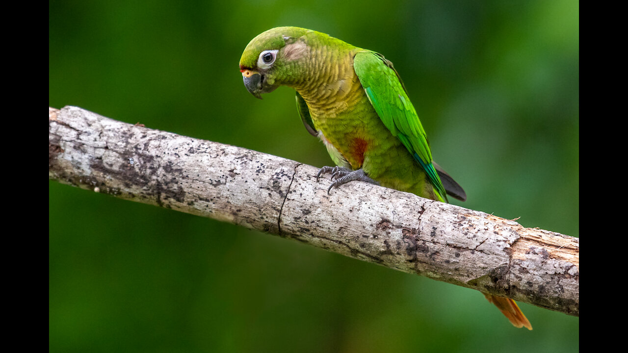 tiriba-de-testa-vermelha (Pyrrhura frontalis) - Brazil - Rio de Janeiro