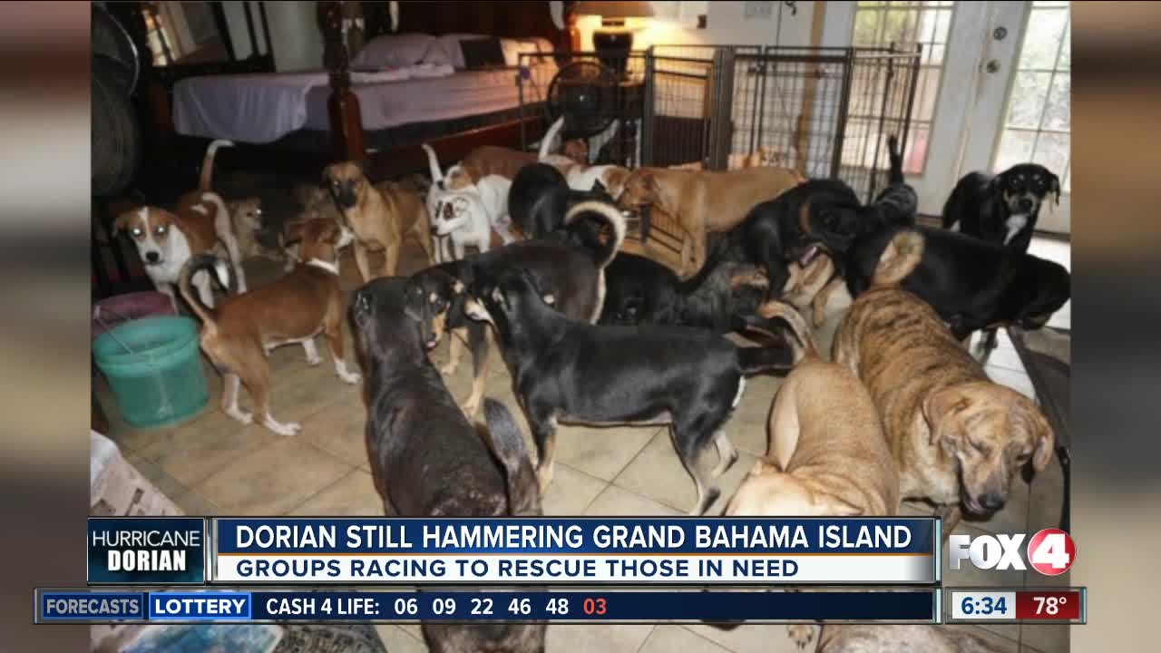 Woman in Bahamas housing 97 dog to protect them from Hurricane Dorian