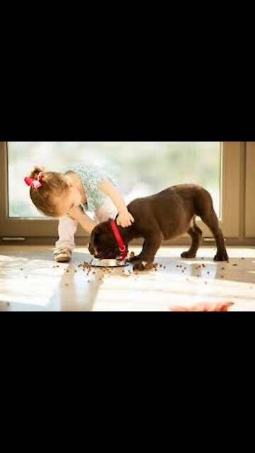 The child and the dog