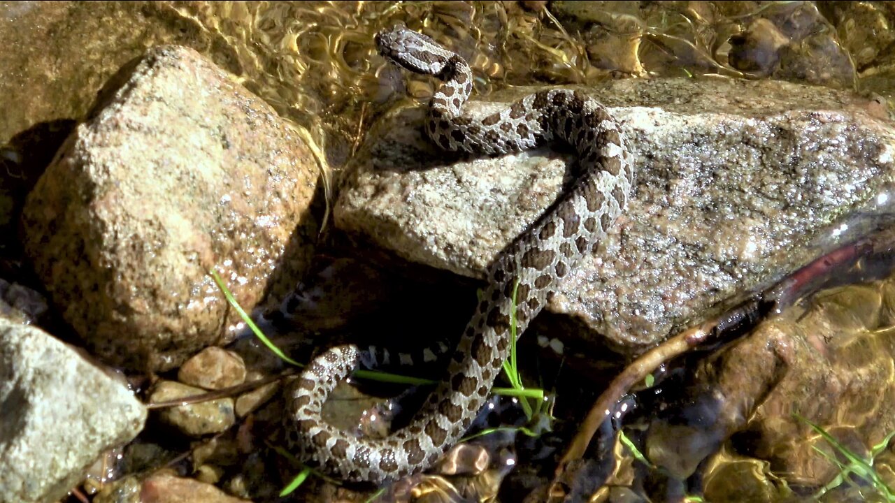 Baby rattlesnake suns himself beside dock at family cottage