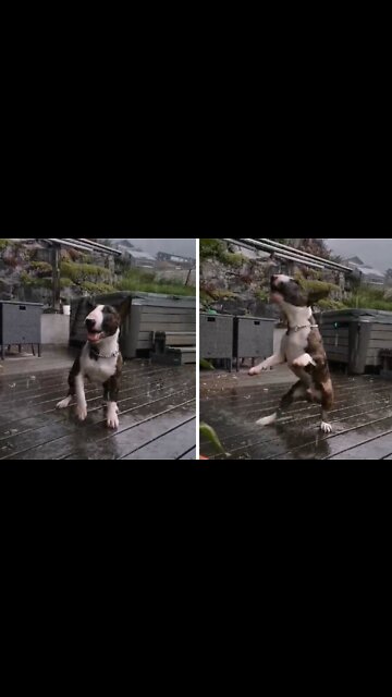 Bull Terrier Absolutely Ecstatic To Play In The Rain