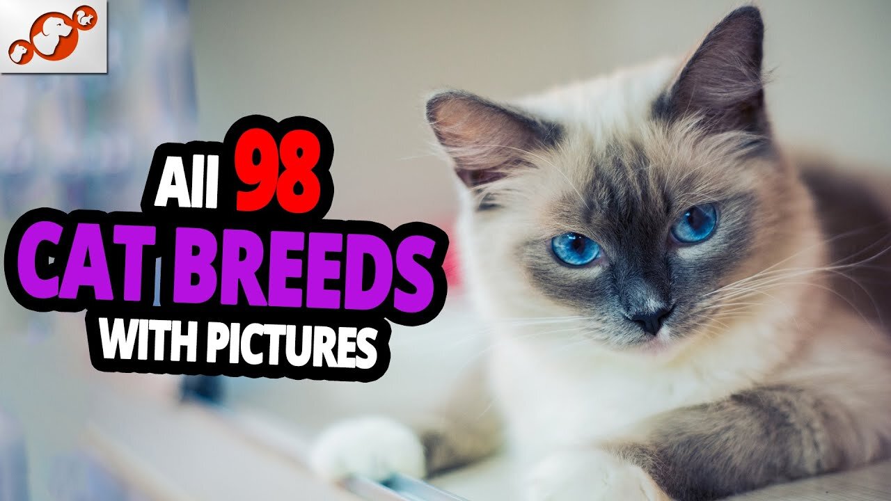 All Cat Breeds A-Z With Pictures!